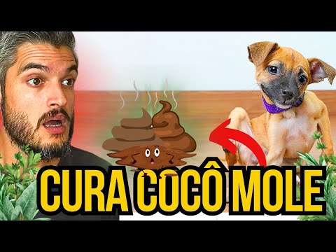 Vídeo: O que é diarreia em cães?