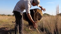 Roaring Times With Lions Gabby & Bobcat | The Lion Whisperer