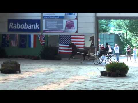 Video: Nizozemska Pasma Konj Tuigpaard Hipoalergena, Zdravje In življenjska Doba