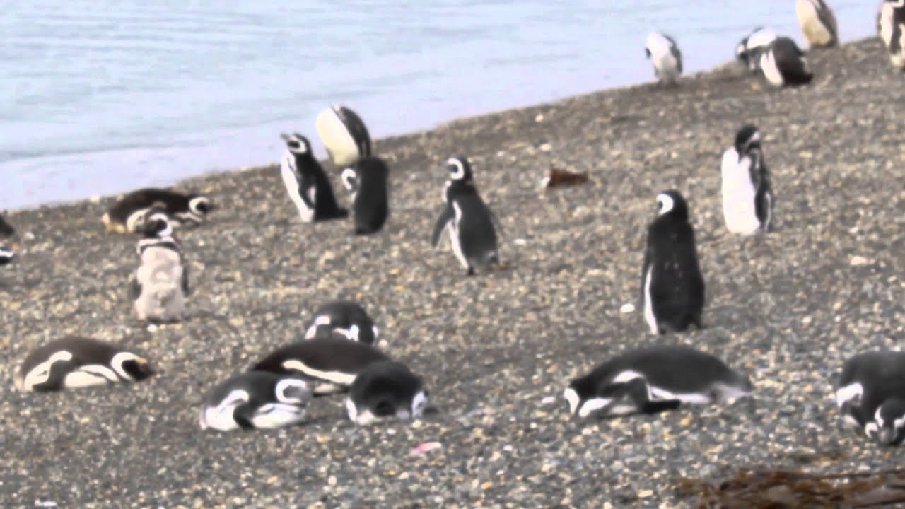 アルゼンチンの南の果てにあるペンギンだらけの島に上陸し癒されてきました Gigazine