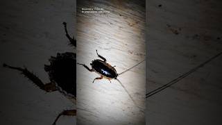 Discovery File 44 Drymaplaneta Semivitta Or Kecoa Or Lipas