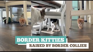 Kittens raised by Border Collies