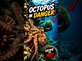 Octopus Trapped by a Deadly Eel!#shorts #trending #explore #viral  #ViralShorts #Octopus