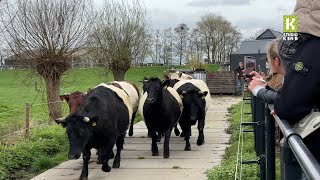 Het voorjaar is nu echt begonnen: koeien dansen traditioneel in de wei