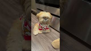 Teddy helps dad make popcorn