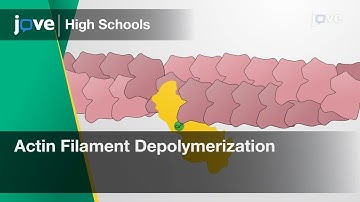 Actin Filament Depolymerization | Cell Bio | Video Textbooks - Preview