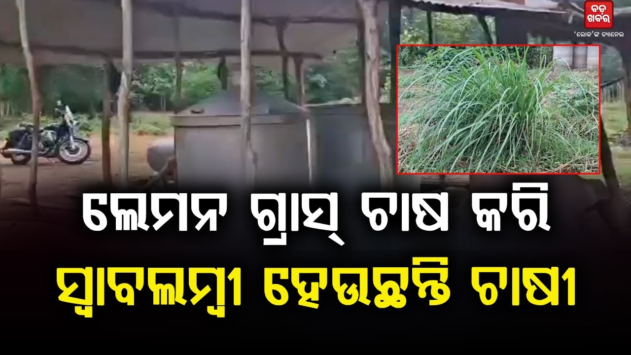 ଲେମନ ଗ୍ରାସ୍ ଚାଷ କରି ସ୍ୱାବଲମ୍ବୀ ହେଉଛନ୍ତି ଚାଷୀ || BADA KHABAR TV