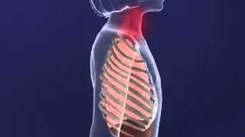 Intercostal MUscles animation   YouTube