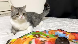 新しいおもちゃが激しすぎて手に負えなくなった猫がこちらですw
