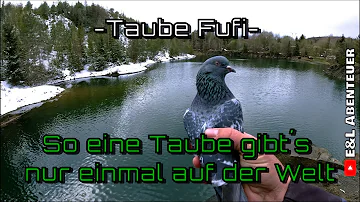 Kann man eine Taube zutraulich machen?