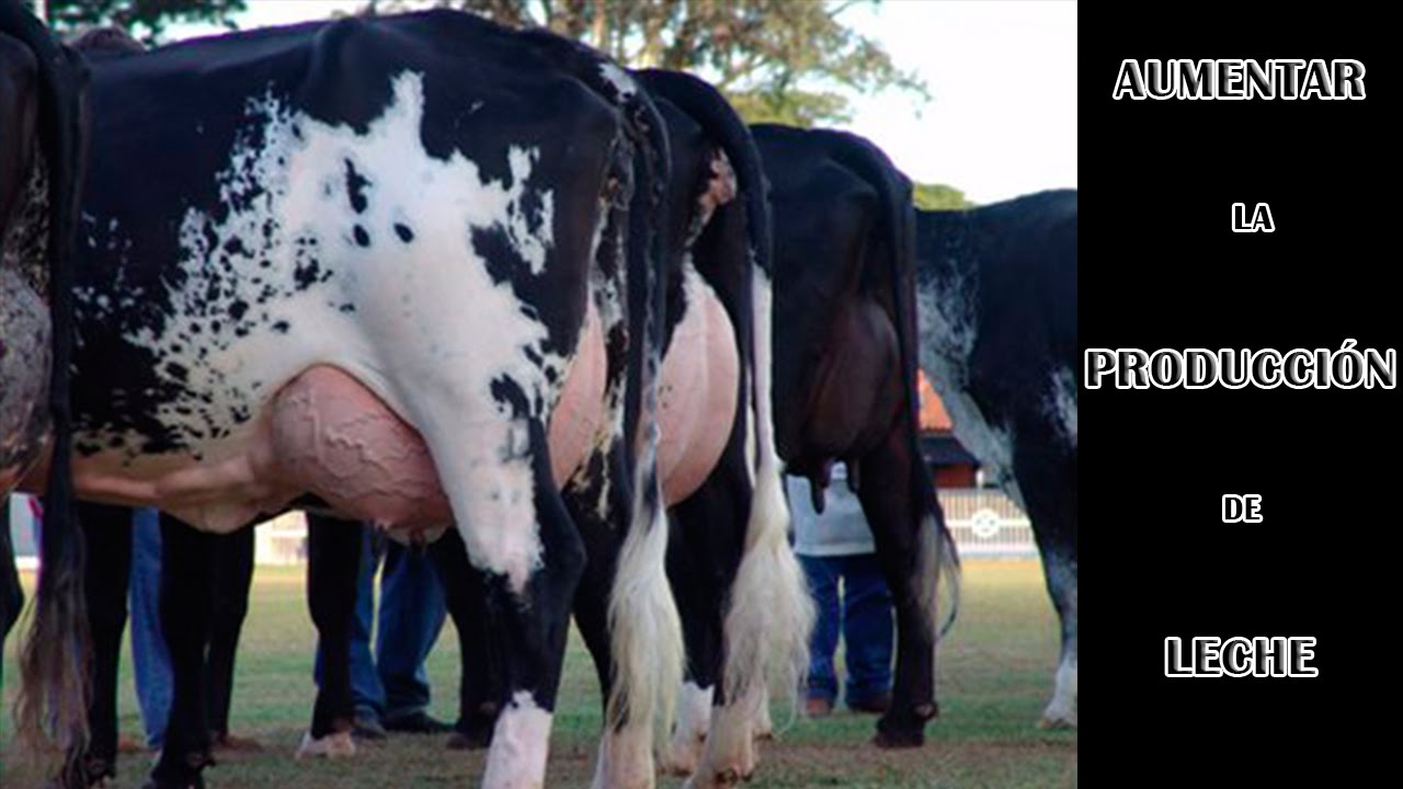 Alimentos para producir mas leche en vacas