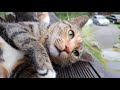 Is this cat dead??