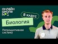 Репродуктивная система. Видеоурок 25. Биология 8 класс