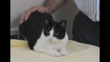 How to tell if your cat is sick