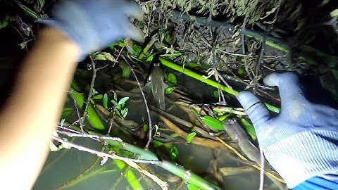 Hội Cá Thòi Lòi Là Có Thật Quá Trời Cá Tụ Tập /Đạt Nguyễn Cần Giờ