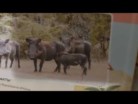 Африка и Мадагаскар. Невероятная книга о животных. #животные #читаемкниги #энциклопедия #динозавры