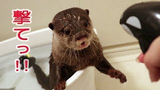カワウソ コタロー　クセになる水鉄砲！　Otter Kotaro Water Gun Addiction