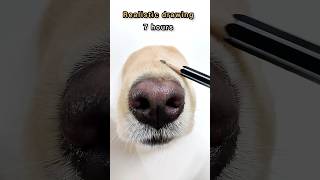 Realistic drawing of my dog?goldenretriever shorts viral youtubeshorts puppycute  funny