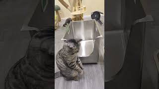 High Wall Stainless Cat Box Unboxing