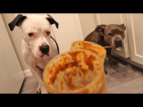 Sad Puppies Rewarded