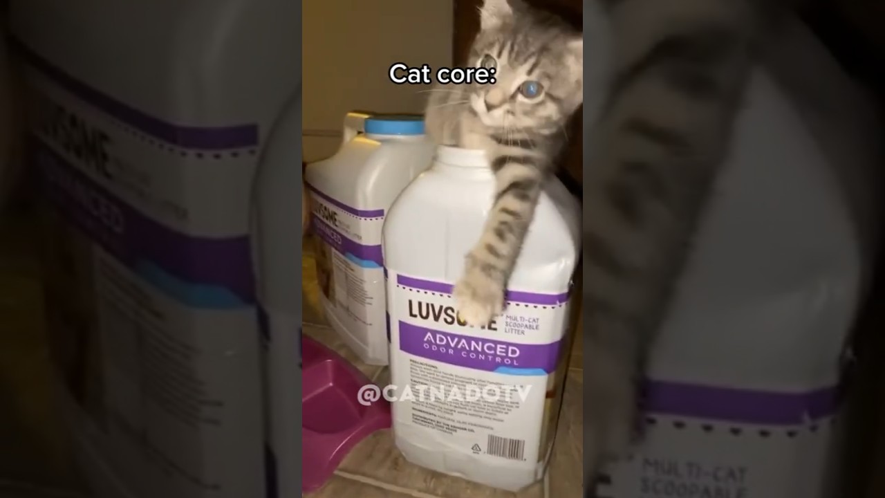 cat core🐈
