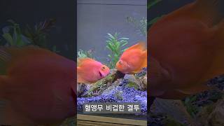 혈앵무의 결투 (집단난투극) 맞장뜨지 비겁하게 2대1