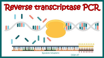 Reverse Transcriptase PCR (RT PCR) | What are the applications of RT PCR ? | RT PCR protocol