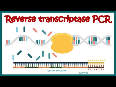 Video: Vad används PCR för omvänd transkription?