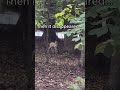 Rare Albino Fawn Spotted Alone... Then This Happened