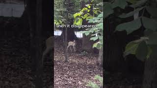 Rare Albino Fawn Spotted Alone... Then This Happened