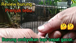 Sugarcane wren review..!!2022 🐦