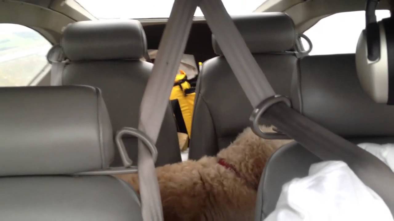 Flying Dog Goldendoodle YouTube