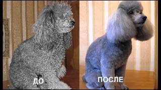 Любителям животных Стрижки пуделей Любителям животных Стрижки пуделей