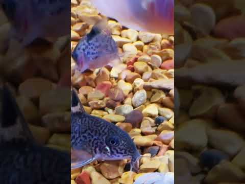 Corydoras Melanistius Spotted Blue Cory #corydoras #cory #aquarium #fish #fishtank #aquascaping