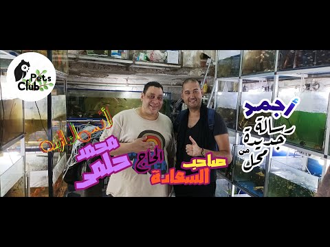الرسالة المنتظرة من محل الحاج محمد حلمى لأسماك الزينة والنوادر الجديدة كلها بالأسعار والعروض