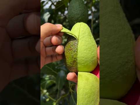 Picking the Perfect