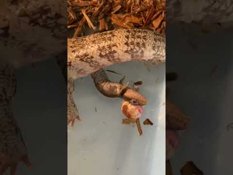 🦎 Blue -