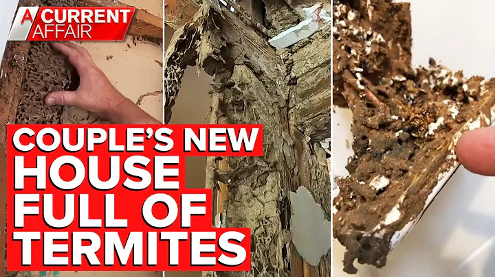 Millions of termites found in walls of couple's new home | A Current Affair - DayDayNews