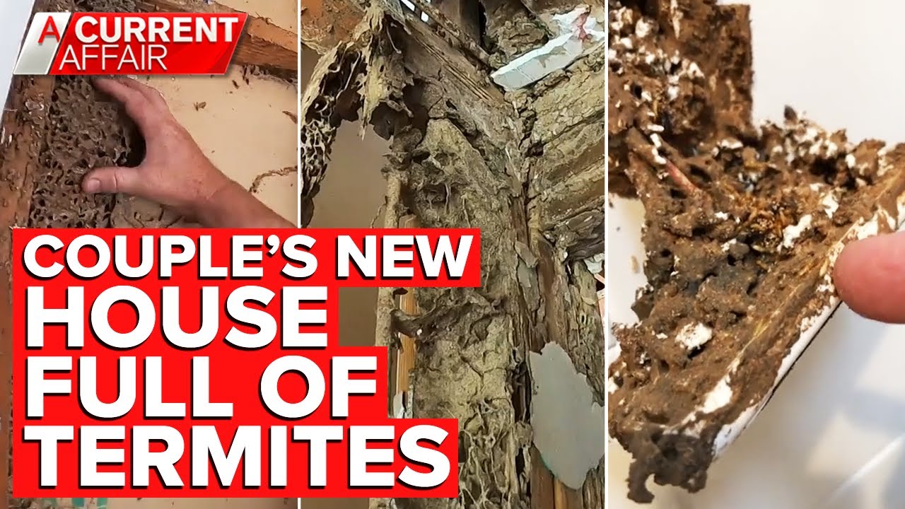 Millions of termites found in walls of couple's new home | A Current Affair