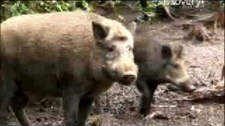 Pig Bomb - Pig Epidemic
