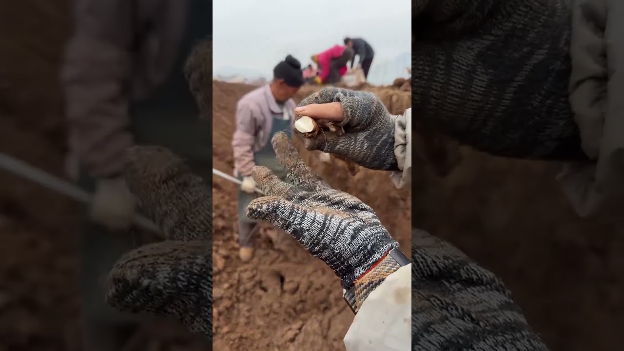 The afternoon gradually leaves the dock, hoping for the boat to return