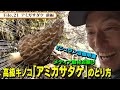 【高級キノコ！】　File21《アミガサダケ前編》