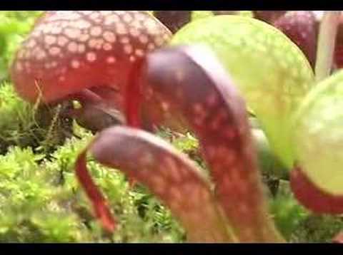 Cobra Lily Swallows Beetle