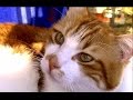 病気の犬が心配な猫の愛情物語 奇跡が起きた!猫の恩返し Cat and Dog Friendship. A heart Touching Story.