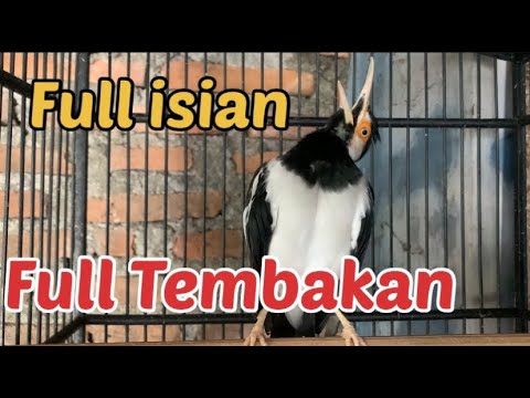 Masteran Jalak Suren Full Isian Mewah Ngerol Panjang