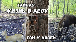 картинка: У лосей начинается ГОН | Собираю грибы | Как изменились животные за 2 месяца? | Кадры с фотоловушки