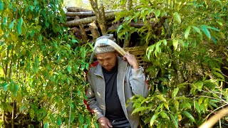 Jungle Man Taking Firewood From The Near Jungle
