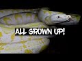 My Reticulated Python - Then and Now!