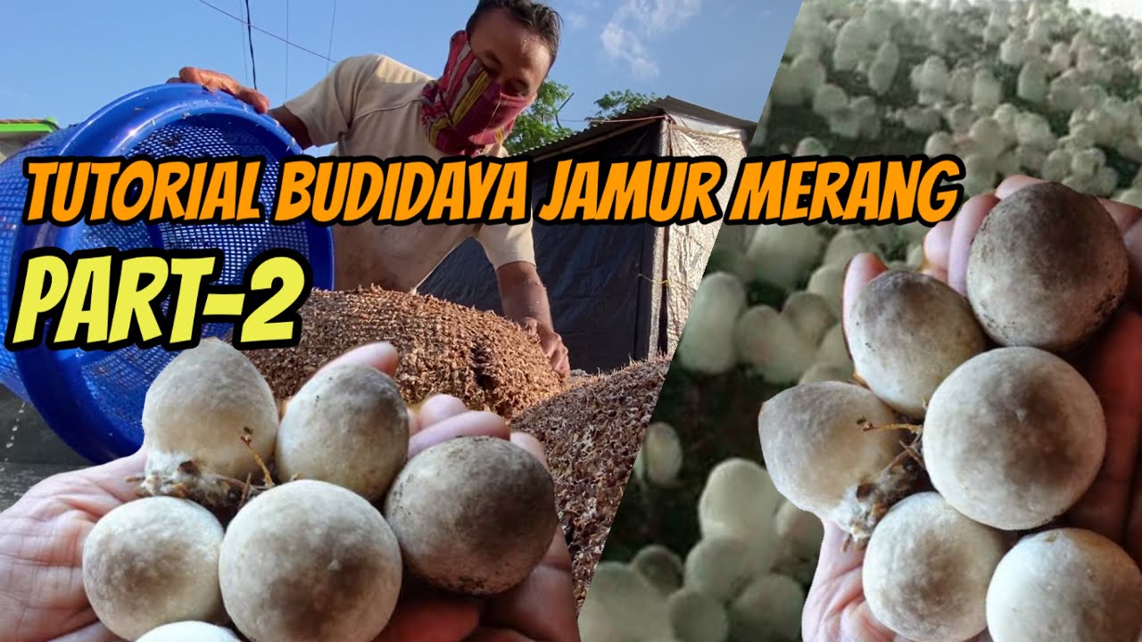 Tutorial Budidaya Jamur Merang Part 2 untuk Pemula 