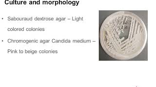 Candida Auris